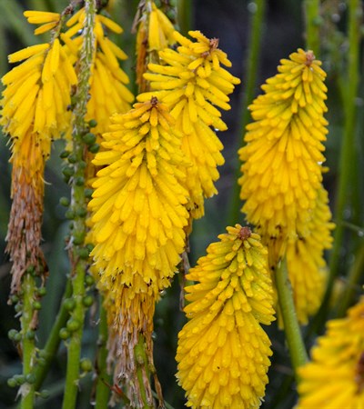 Red Hot Poker Pyromania™ Solar Flare